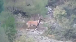 Bezoar Ibex Hunt in Silifke, Mersin, TURKEY.