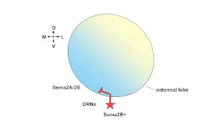 07 2 Olfactory Circuit Drosophila