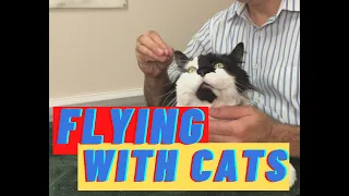 Flying with cats and tips on travel sedation