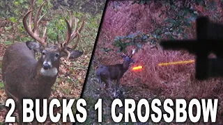 Two BIG bucks with my crossbow