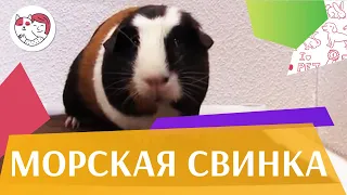 Морская свинка Внешний вид Повадки на ilikepet