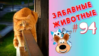 Приколы с Животными #94 / Смешные Животные 2020 / Приколы / Приколы про Животных / Лучшие Приколы