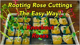 Rooting Rose Cuttings The Easy Way! | Knockout Roses