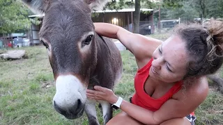 Where is the Baby Donkey?