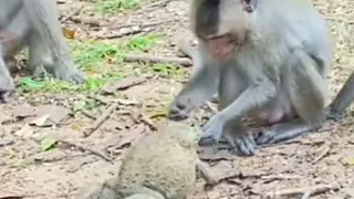 monkey baby sleep - Funny Monkey