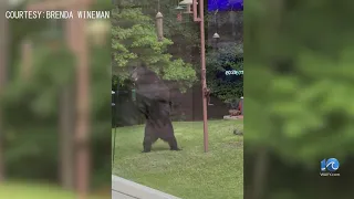 Bear feeds on bird seed in Suffolk backyard