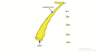 Sacral plexus : Draw step by step  in an easy way