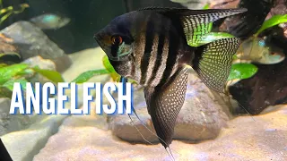 Freshwater Angelfish | Complete Care Guide & Species Profile