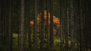 Software Engineer Is Grand Prize Winner of National Geographic's Pictures of the Year Contest — See