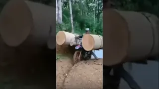 Insane load for motorbike 🥹🤪😅 Logging in Vietnam 🇻🇳