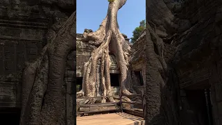 Храм с корнями | Та Прохм | Храм Лары Крофт | Сиемреап | Камбоджа | Затерянные в путешествии