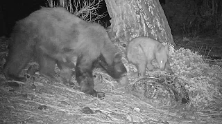 Bear cub bumps into mama and almost gets smacked by mama  then climbs tree in Forest Falls