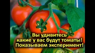 Вы удивитесь какие у вас будут томаты! Показываем эксперимент!