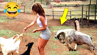 New Funny Animals 2024🐱😜 Funniest Cutest Cats and Dogs😃 Part 11