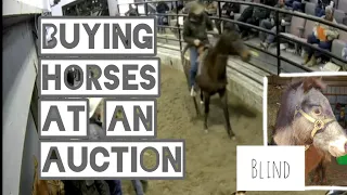 Come to a horse auction and rescue blind and starving horses from the kill pen! + Vet visit