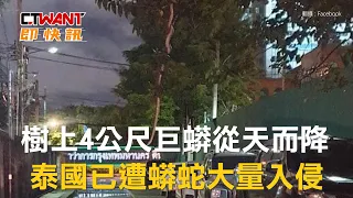 CTWANT 國際新聞 / 樹上4公尺巨蟒從天而降　泰國已遭蟒蛇大量入侵