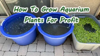 How To Grow Aquarium Plants For Profit