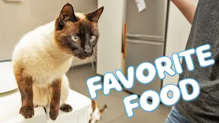 Is this the best food for Siamese Cats