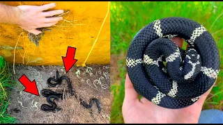 My RAREST Snake Ever?! INSANE NC Snake Hunting!