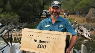 Ensuring the survival of Eastern Bristlebirds in Victoria