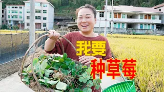 孩子想吃草莓，全家出動一起種，你們說會成功嗎 | I want to grow strawberries! Do you think I can succeed?