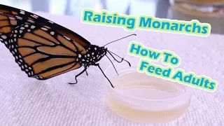 Raising Monarchs - How To Feed Adults (Help The Monarch Butterfly)