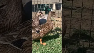 Hatching Dutch Hookbills video #2