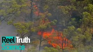 Inside The Wildfire | Season 1 Episode 2 | ReelTruth Science