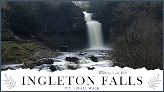 Yorkshire Dales Walks: Ingleton Falls Waterfall Walk