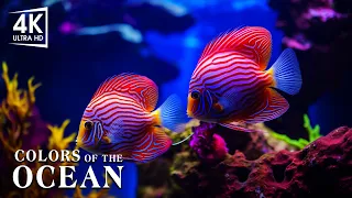 The Colors of the Ocean, The Sound Of Nature - The Best 4K Aquarium