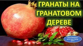 Гранаты на гранатовом дереве