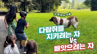 개 시누이로부터 다람쥐를 지키기 위한 4남매와 수발녀의 고군분투 V-LOG | 이것이 시집살이인가 | 한프가족 프랑스 일상