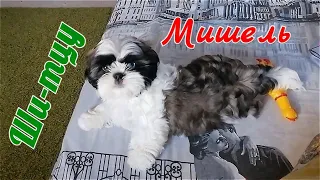 Ши-тцу Мишель. Маленькое мохнатое чудо. Наш новый член семьи / Shih Tzu  Michelle. Small miracle.