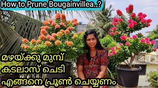 Pruning Tips of Bougainvillea | Fertilizer | കടലാസ് ചെടി പ്രൂൺ ചെയ്യുന്നതിൽ അറിയെണ്ട ചില കാര്യങ്ങൾ