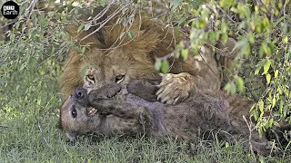 Unbelievable! Lion Attack Hyena | ATP Earth