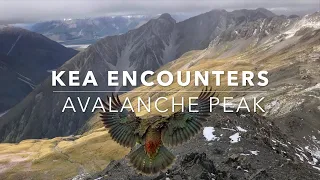 Kea on Avalanche Peak, Arthur's Pass New Zealand