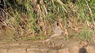 Crocodile in Kinabatangan River