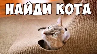 НАЙДИ КОТА 🐈 Попробуй найти кота на фото | БУДЬ В КУРСЕ TV