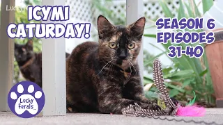 ICYMI Caturday! * Lucky Ferals S6 Episodes 31 - 40 * Cat Videos Compilation - Feral Kittens