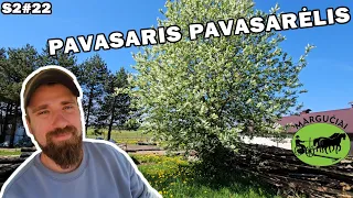 ukis.zemaitija/s2#22 sėja, ligos, veršiai, pavasaris!!!