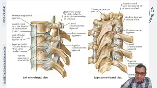 Ligaments & Joints of Thorax