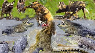 Crocodile Vs Wild Dog |  Wild Dogs Hunting Suddenly Become Prey For Crocodiles