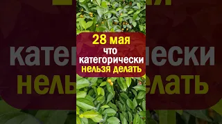 28 мая народный праздник день Пахома Теплого. Что нельзя делать. Народные приметы, традиции обряды