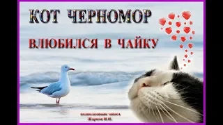 Кот Черномор влюбился в чайку