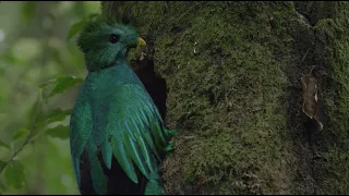 Especies de México: Quetzal