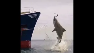 Man dives off of ship and gets eaten by a shark. Woman GASP