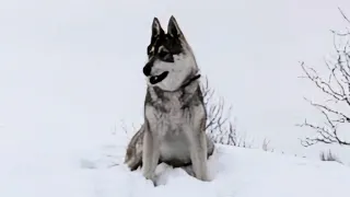 Потомок Райда в зиме апреля