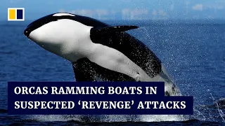 Killer whales are ramming sailboats and scientists don’t know why