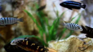 Stunning Tropical Aquarium Fish & The Best Relax Music | Instrumental Music | Ambien Tea