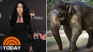 Cher Saves ‘World’s Loneliest Elephant’ Living In Pakistan Zoo For 35 Years | TODAY